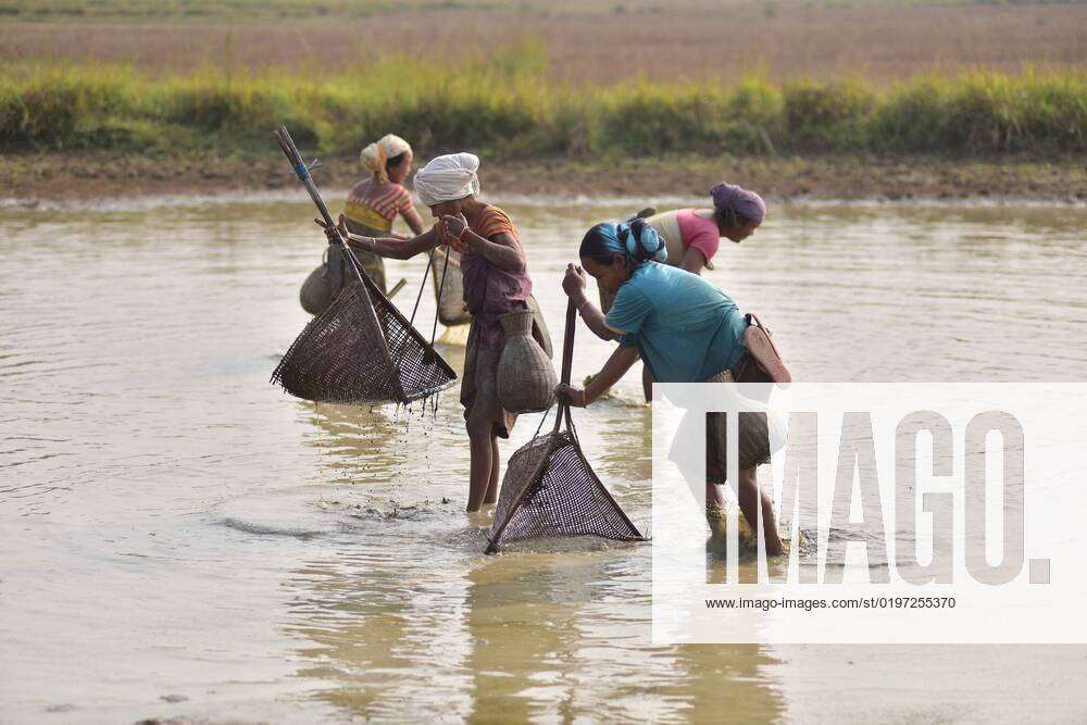 Daily Life In India Women catching fish in a field with a traditional  fishing equipment Jakoi