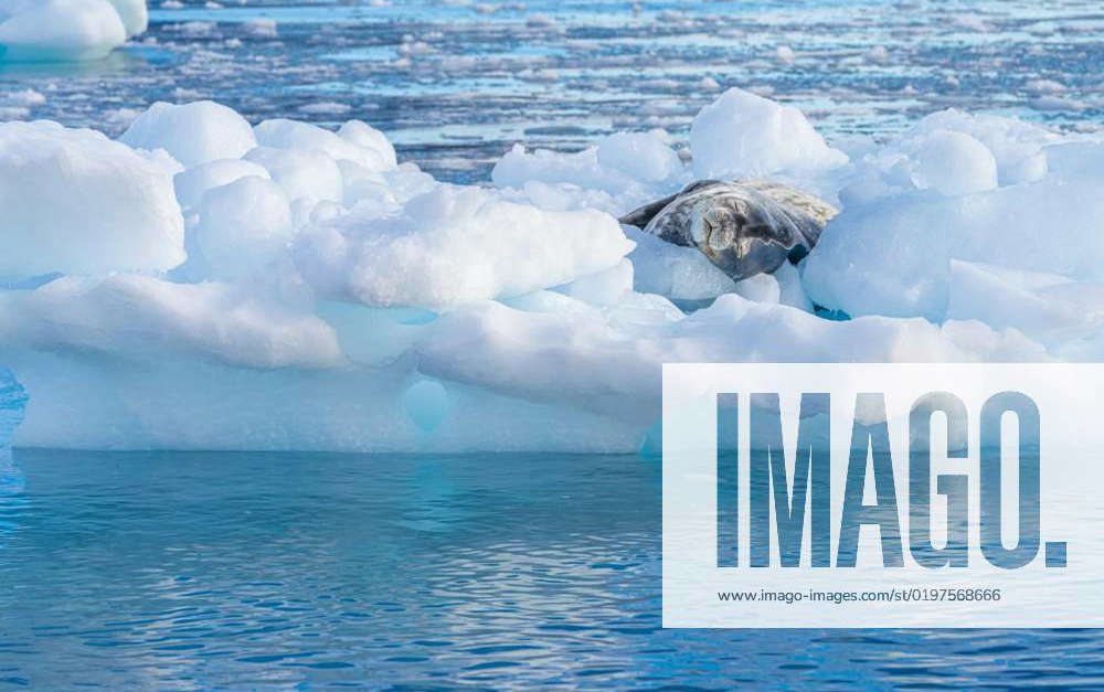 Leopard seal (Hydrurga leptonyx) on an ice floe in Antarctica s Cierva ...