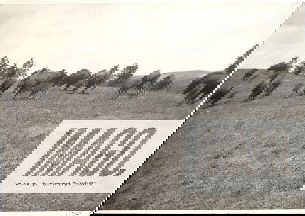 farming-buffalo-herd-1923-1955-central-plains-region-kansas-city