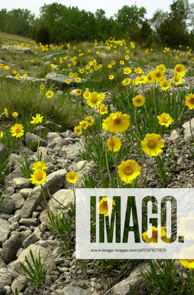 Lake Erie Coastal Ohio Trail - Lakeside Daisy. Daisies brighten a field ...