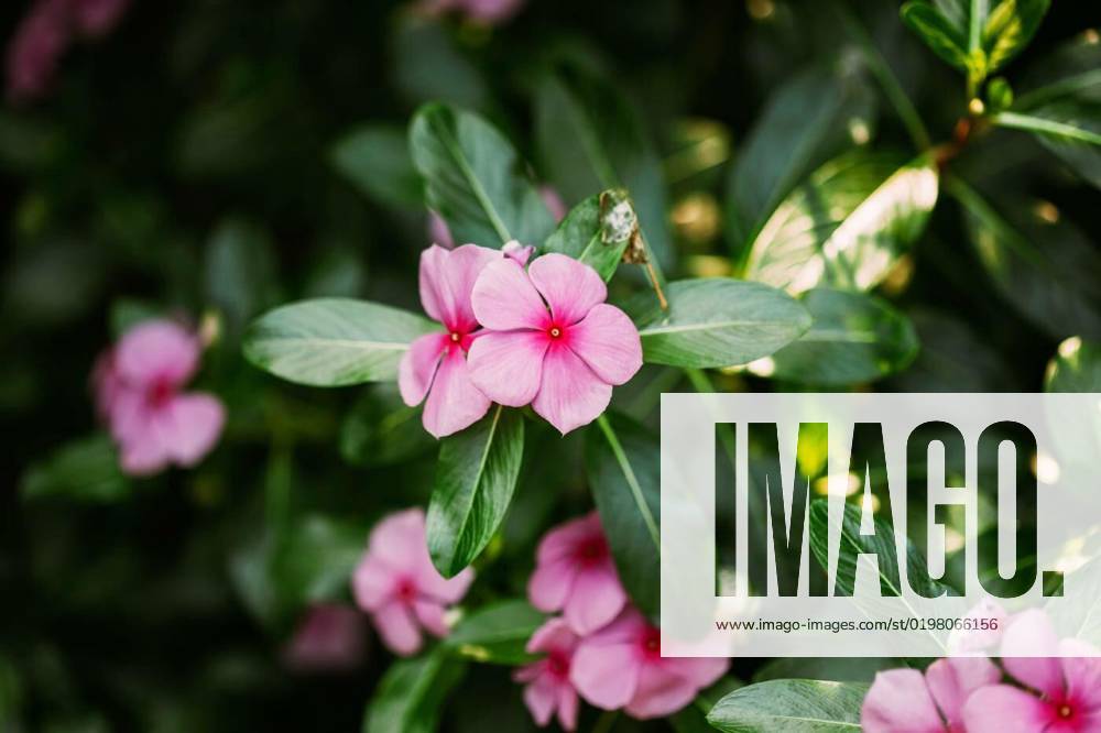 Goa, India. Blooming Pink Flowers Of Catharanthus Roseus In Garden, Goa