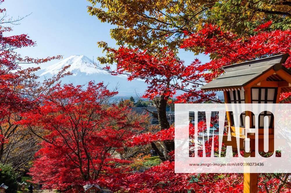 Red maple tree and mount Fuji, Red maple tree and mount Fuji, Red maple ...