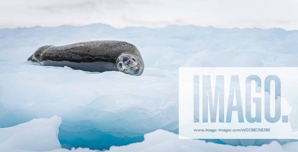 Leopard seal (Hydrurga leptonyx) on an ice floe in Antarctica s Cierva ...