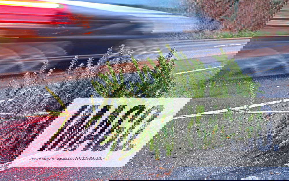 Dangers from discarded Christmas trees A discarded Christmas tree has