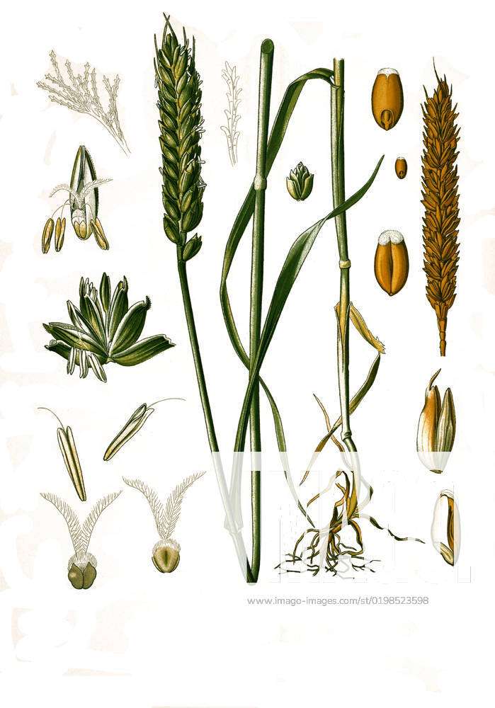 Heilpflanze, Weichweizen (Triticum aestivum, Triticum vulgare Vill ...