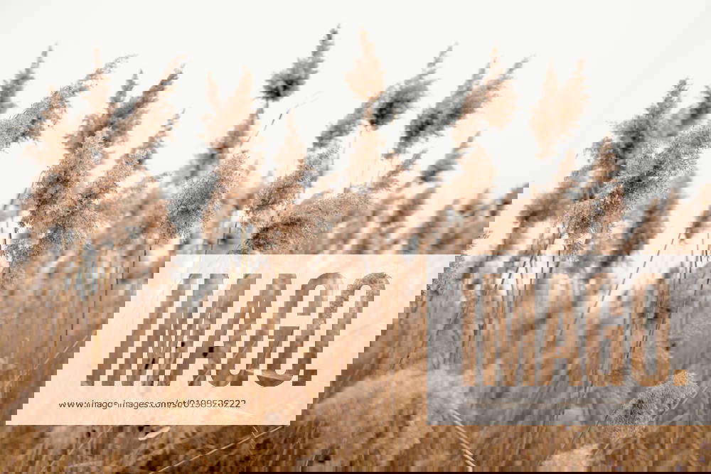 Field of Pampas Grass with Sky Chicago, Illinois, United States R