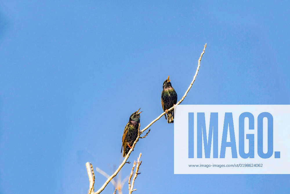 Australian Common Starling (Sturnus vulgaris) A pair of Australian ...