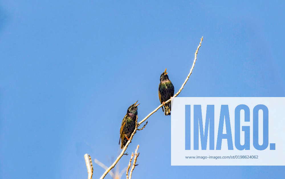 Australian Common Starling (Sturnus vulgaris) A pair of Australian ...