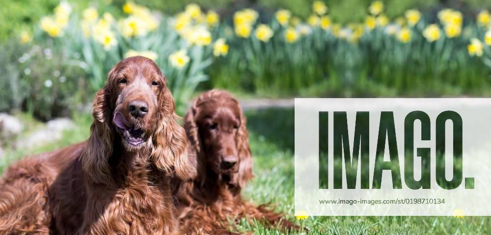 Irish setter hot sale website