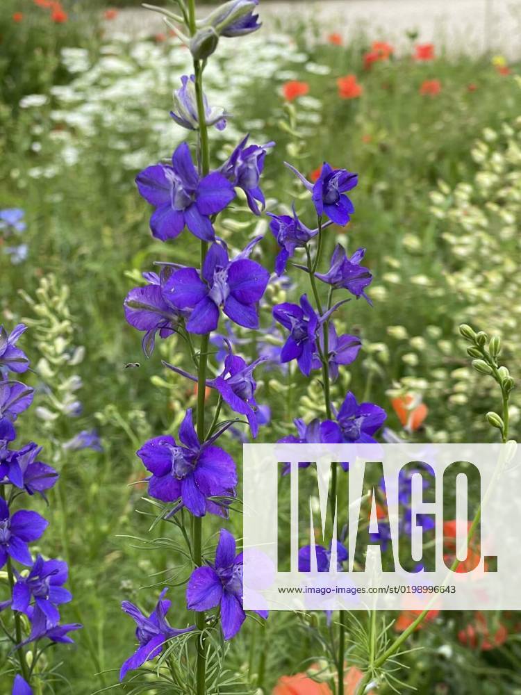 Larkspur,consolida,ajacis, Field Knight s Spur, consolida ajacis is a