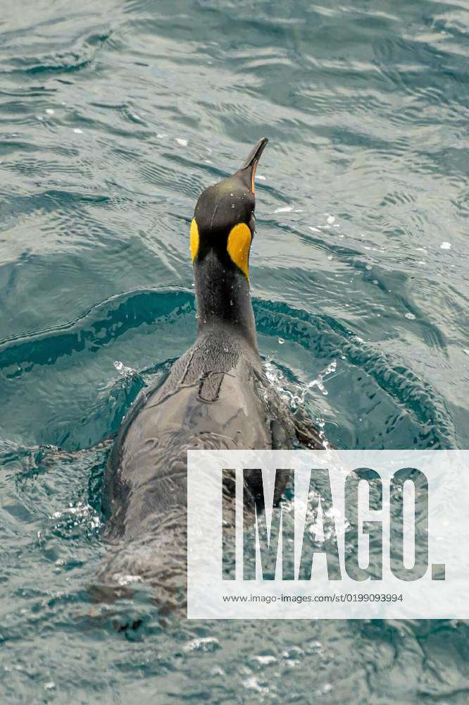 Swimming king penguins (APTENODYTES PATAGONICUS) in the water, swimming ...