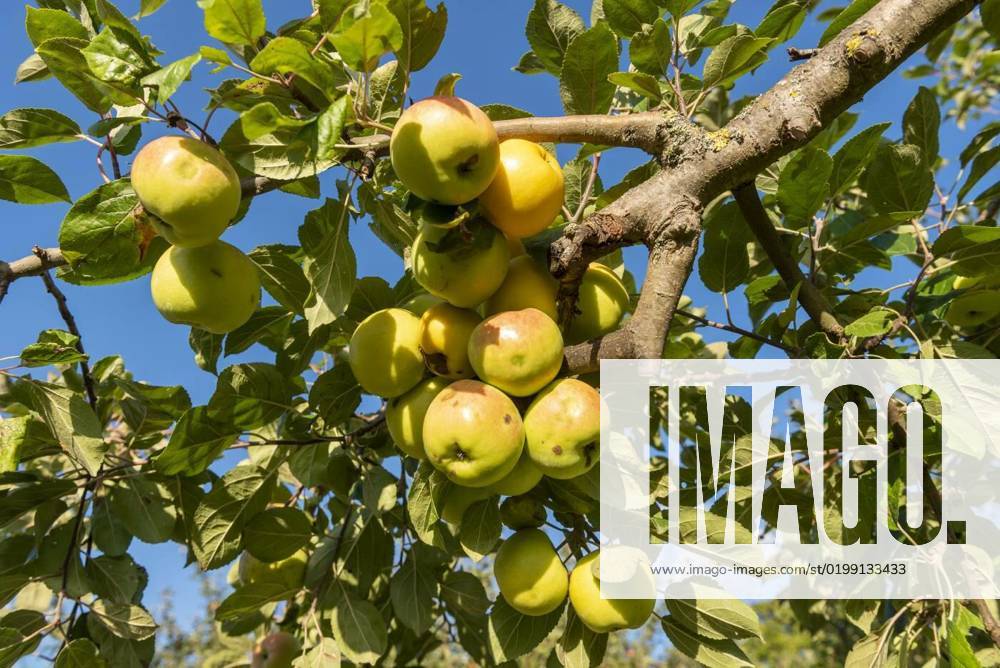 ripe-yellow-green-apples-hanging-from-the-branch-of-an-apple-tree-in