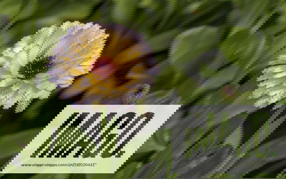 Closeup of a Calendula marigold flower, variety Pacific Apricot Beauty