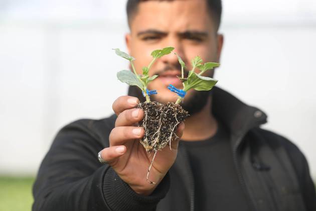 Palestinian graduates work at grafting seedling of watermelon at a ...