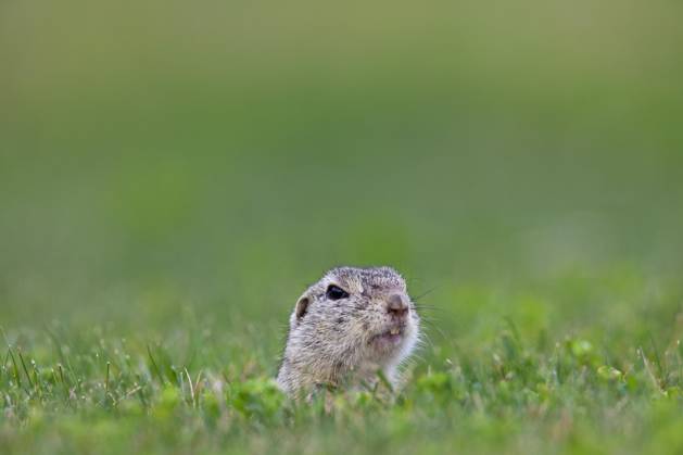 Europäisches Ziesel (Spermophilus citellus) - European ground squirrel ...