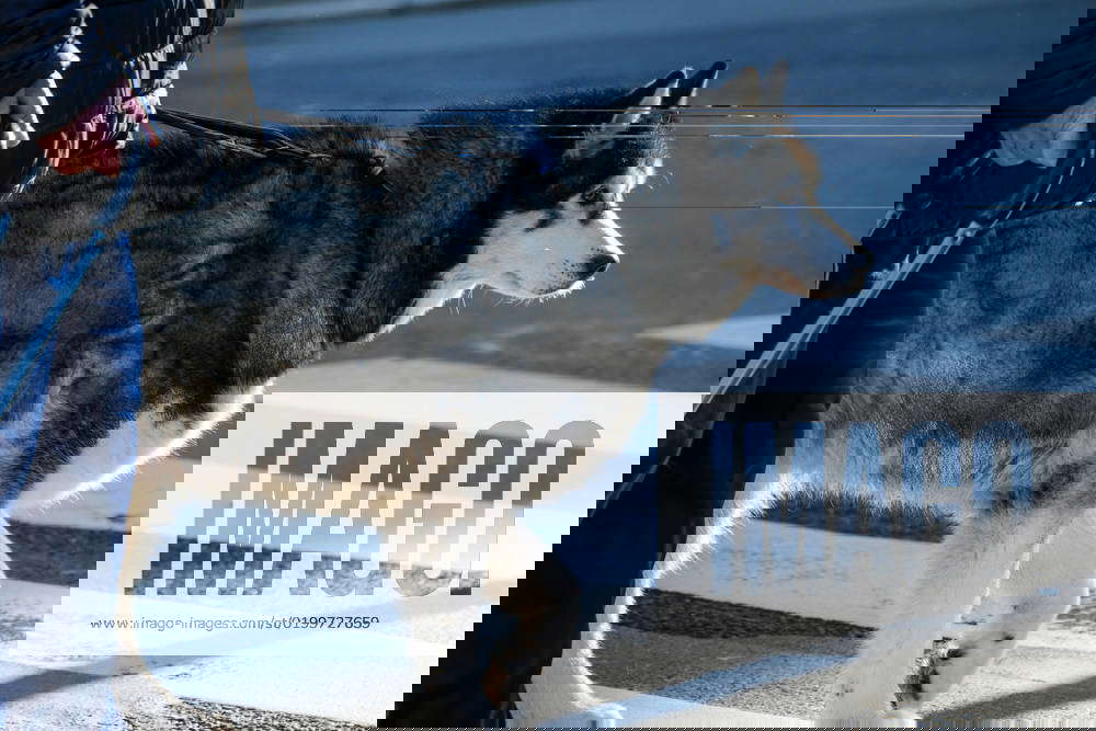 Dusseldorf 17 01 2023 dog walking long leash dog leash walking walking