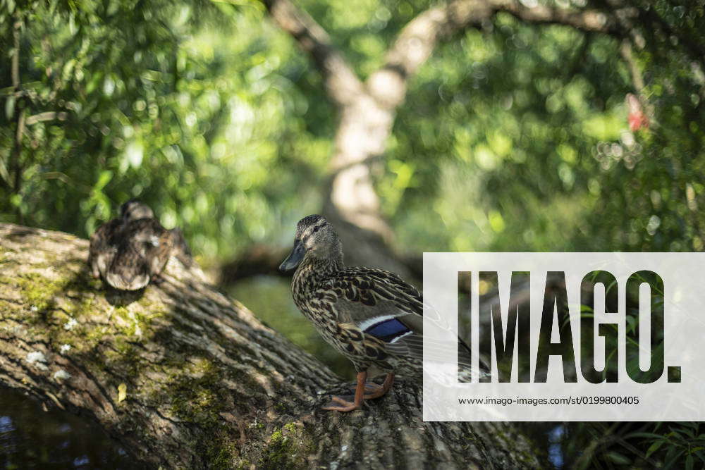 duck-on-tree-duck-rests-on-trunk-of-tree-bird-in-park-moscow-moscow