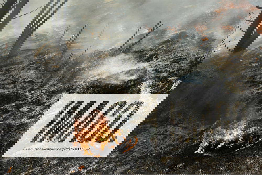 Black smoke from fire. Burning of garbage. Moscow, Moscow, Russia