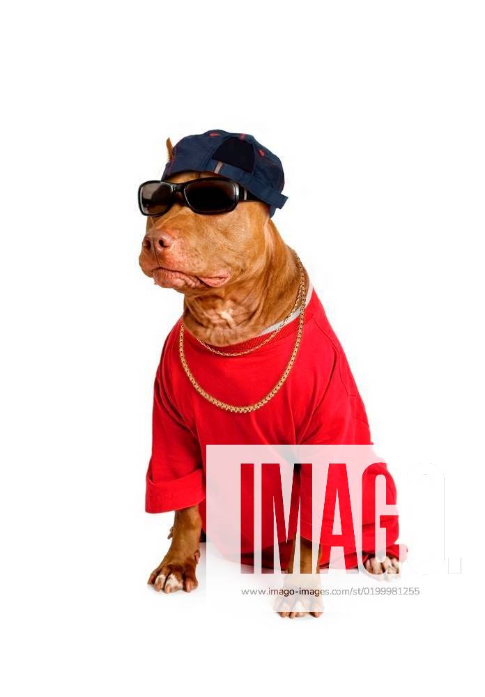 cool dog with cap and gold chain