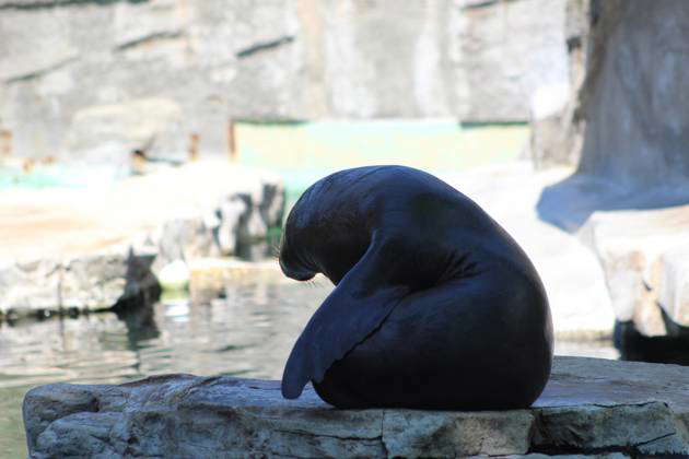 Animal and nature photos from the Schoenbrunn Zoo in Vienna on a hot ...