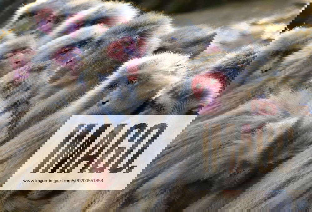 Japanese monkeys in winter Japanese monkeys snuggle to keep warm at a