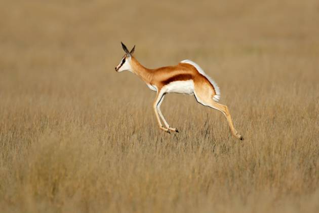 Jumping springbok antelope (Antidorcas marsupialis) in natural habitat ...