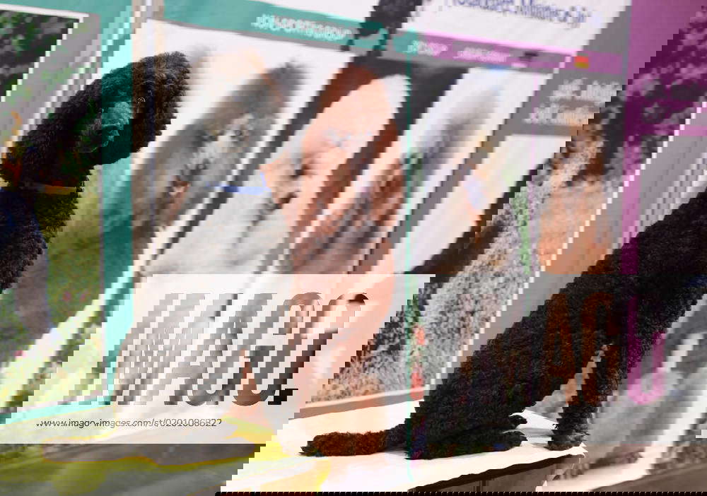 A Standard Poodle sits near a poster of other Standard Poodles when the