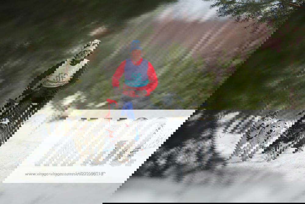 RUSSIA, DOBROGRAD JANUARY 28, 2023 An athlete and dogs take part in