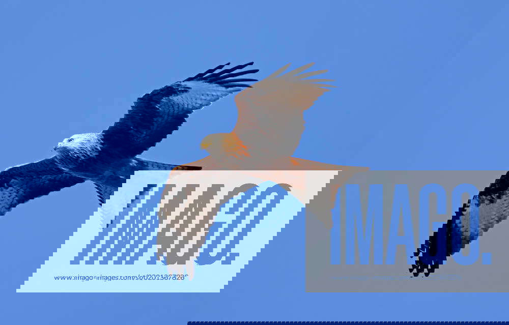 A red kite flies high on the winds above Peterborough, Cambridgeshire, today