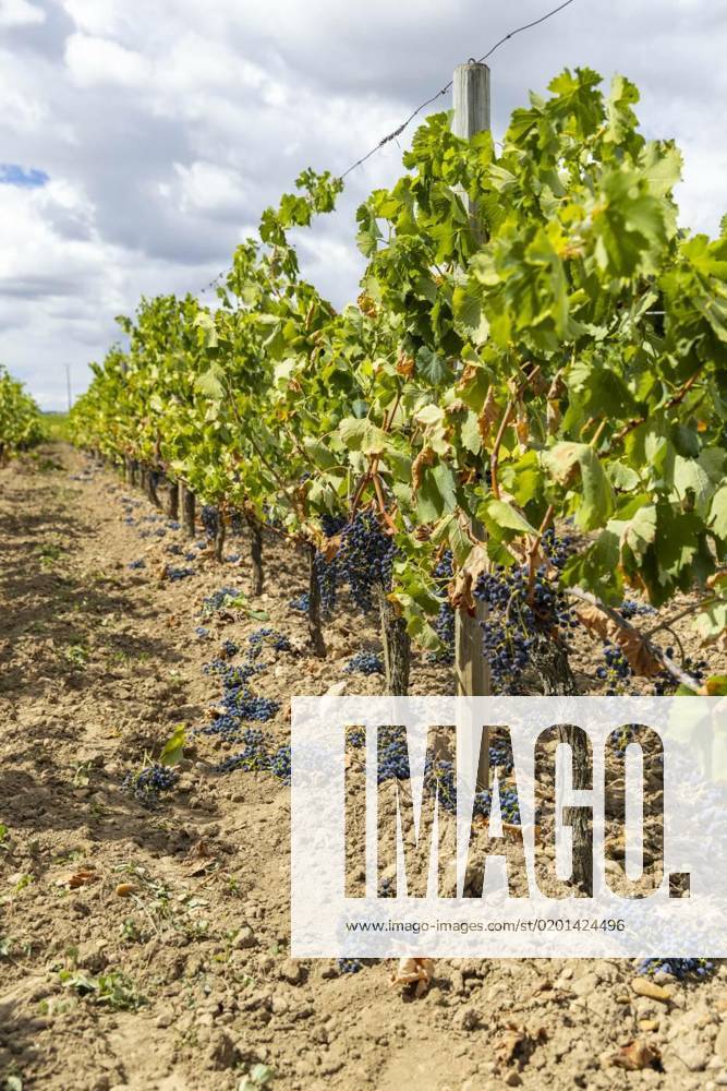 Reduction of ripening grapes to produce highest quality wines in