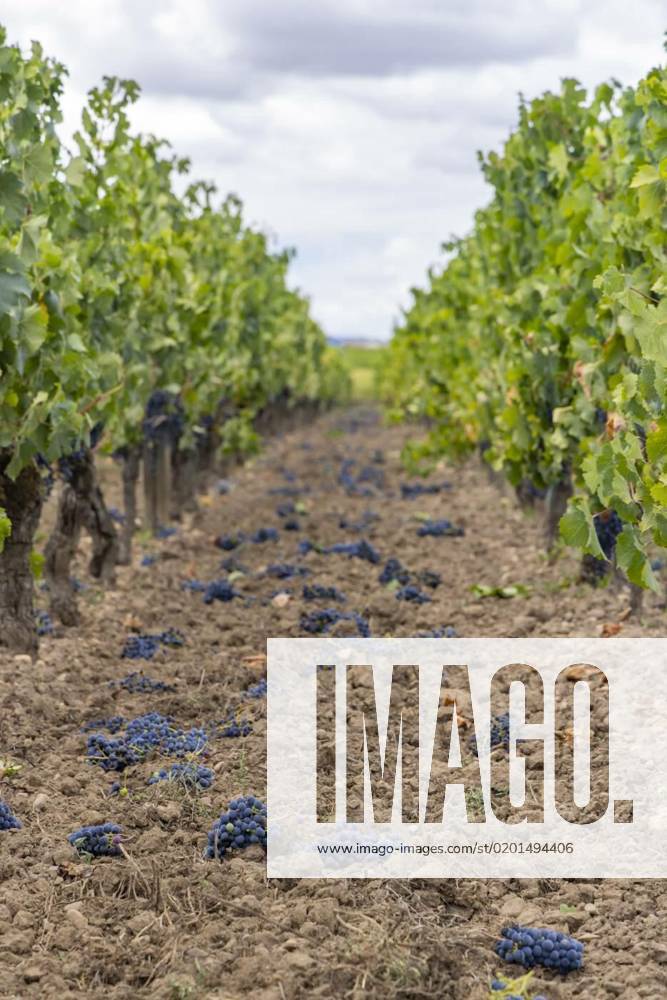 Reduction of ripening grapes to produce highest quality wines in