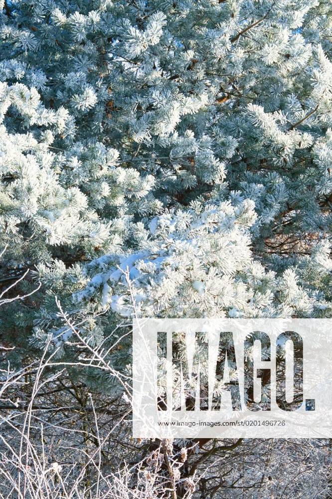 Ice crystals formed on branches and freeze in all directions on a fir