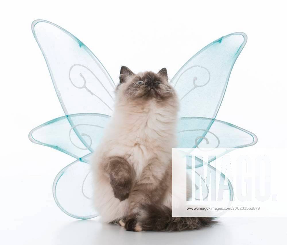 Female ragdoll kitten with angel wings on white background ...