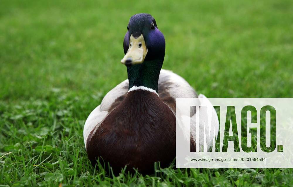 Close Up View Of A Mallard Duck   M 