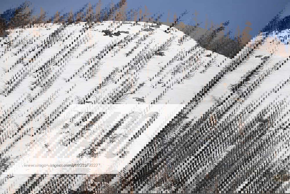 February 1, 2023, Echo Summit, California, USA Snow above the Phillips