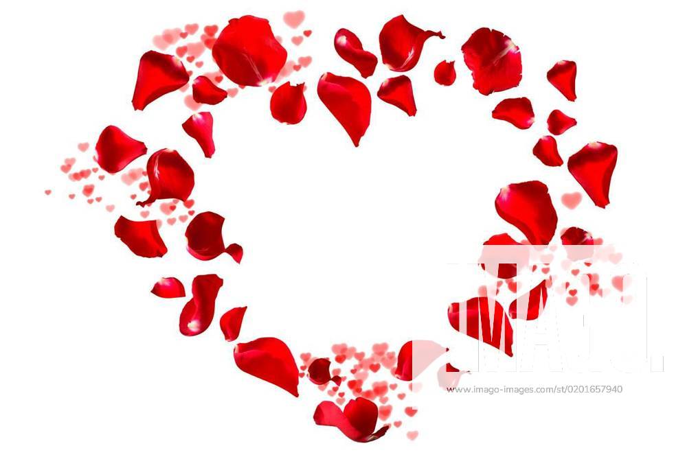 Rose petals and hearts isolated on white, Red rose petals and hearts
