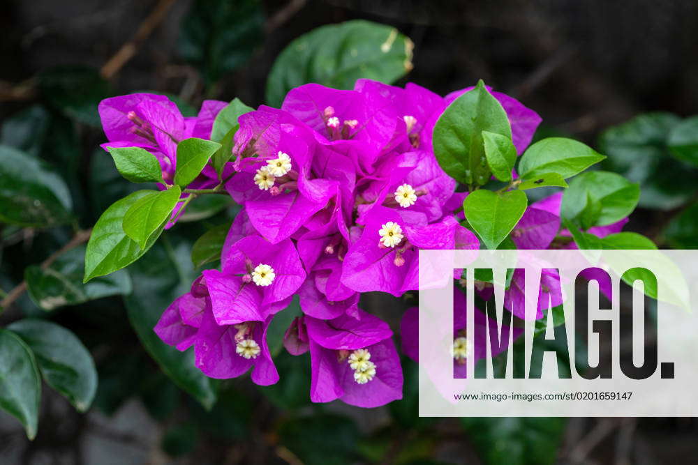 triplet flower, bougainvillea, Bougainvilleia Hybrids Bougainvillea ...