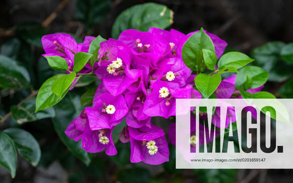 triplet flower, bougainvillea, Bougainvilleia Hybrids Bougainvillea ...