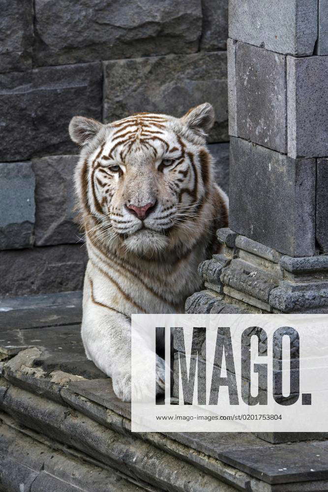 White Tiger, bleached Tiger pigment variant of Bengali Tigers Panthera