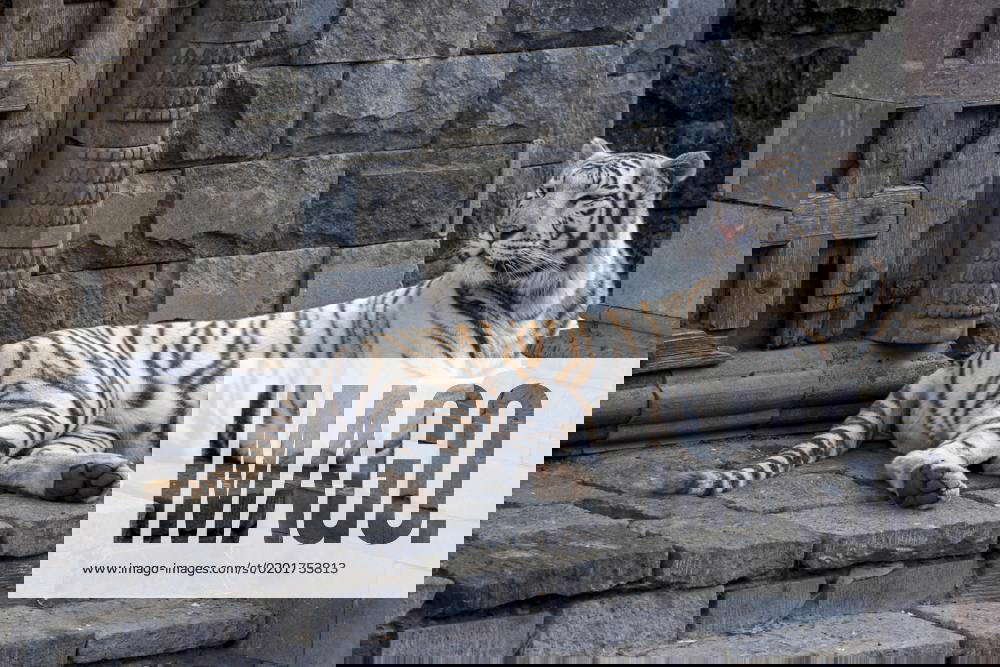 White Tiger, bleached Tiger pigment variant of Bengali Tigers Panthera