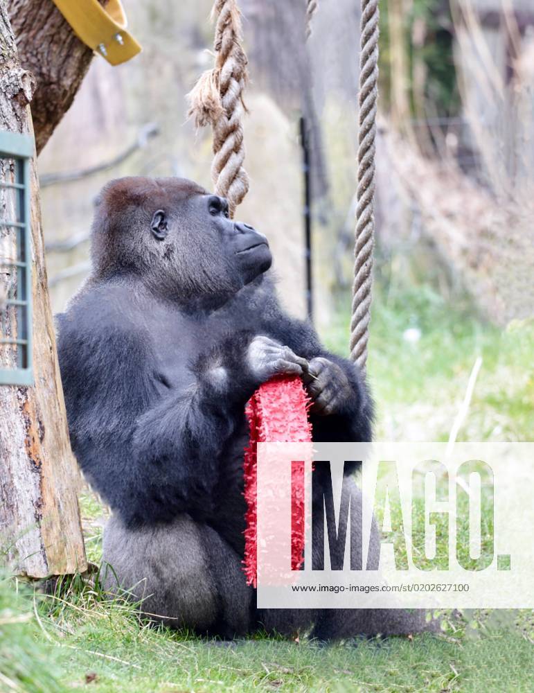 Love was in the air today at London Zoo, as keepers played matchmaker ...