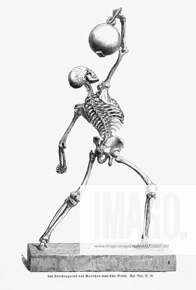 human-skeleton-holding-a-heavy-object-a-human-skeleton-in-movement