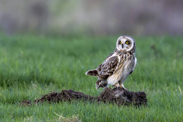 Short-eared owl, Sumpfohr Owl Asio flammeus , sits at a Meadow, Italy ...