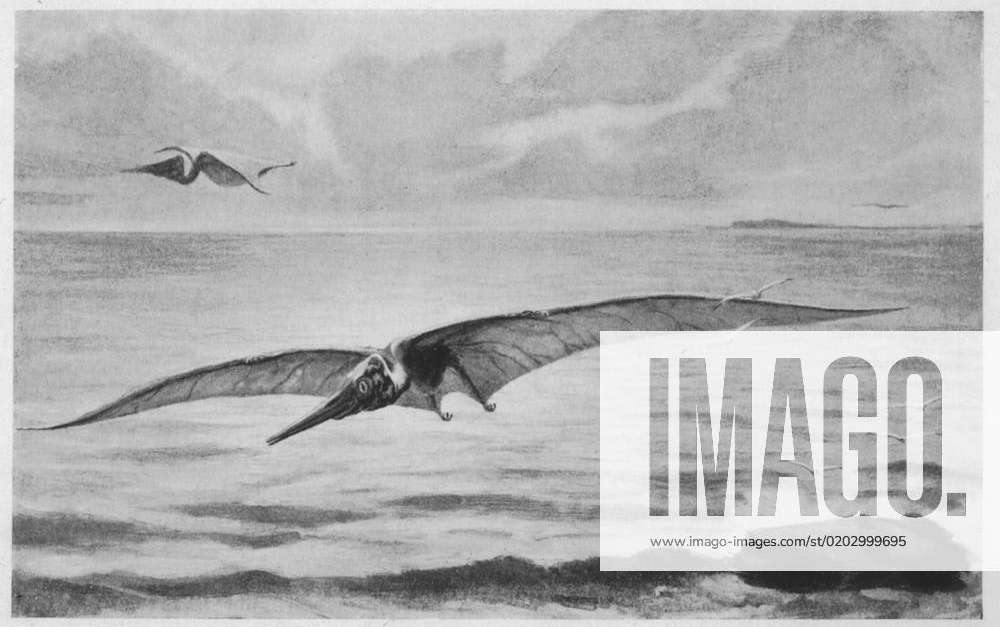 PTERODACTYL PTERANODON Giant pterodactyl, the PTERANODON, with a wing ...