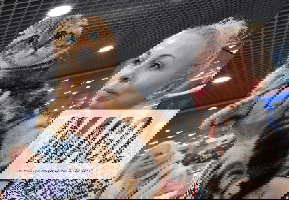 Russia Cat Show 8373750 18.02.2023 A Scottish Fold cat is presented by its owner during the Coral