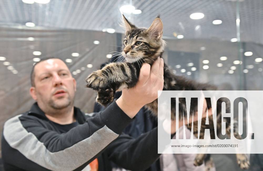 Russia Cat Show 8373786 18.02.2023 A Maine Coon cat is presented by its owner during the Coral