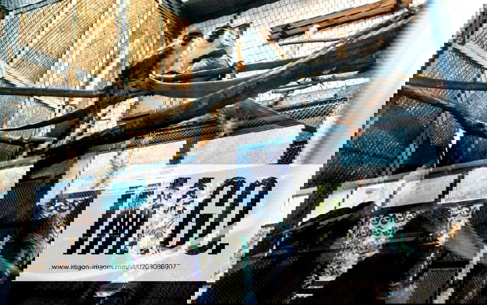 Sunday Visit To Kyiv Zoo Amid Ongoing War In Ukraine Monkeys watch as people pass by (window