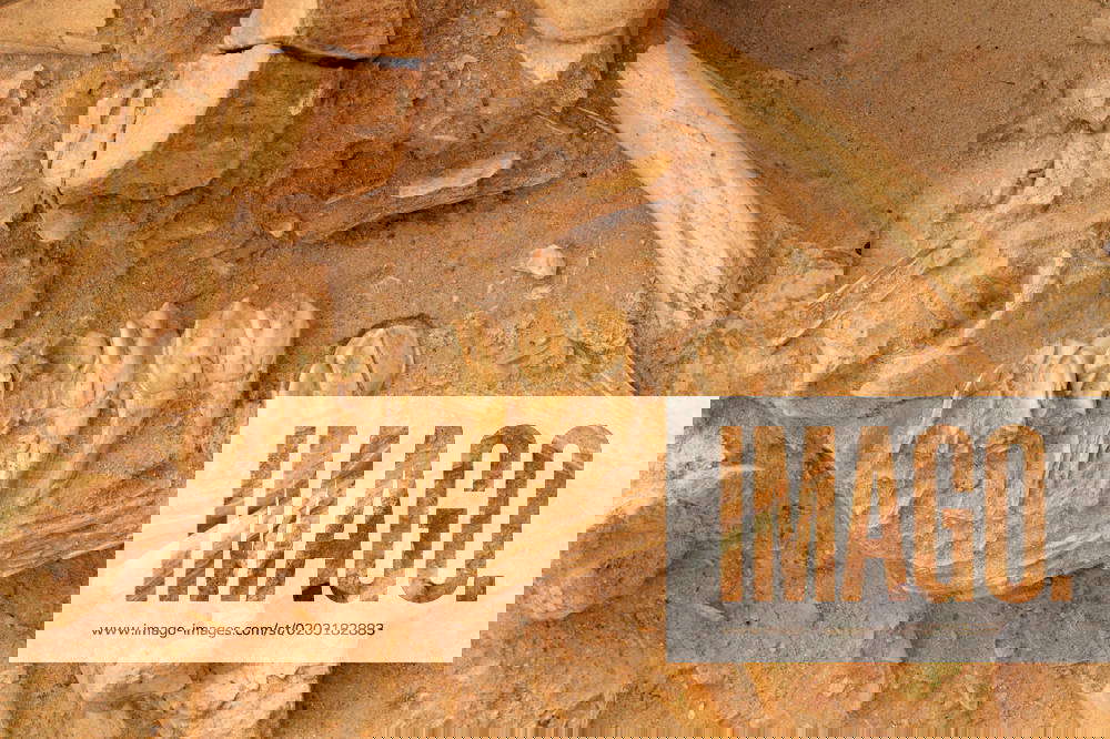 Five million year old fossil bones of extinct animals such as the short