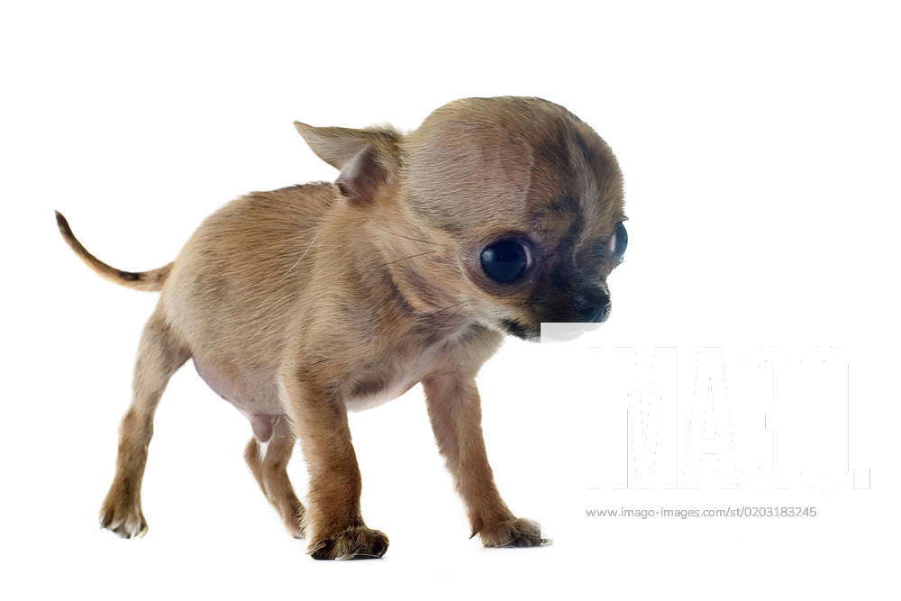 Pure chihuahua 2024