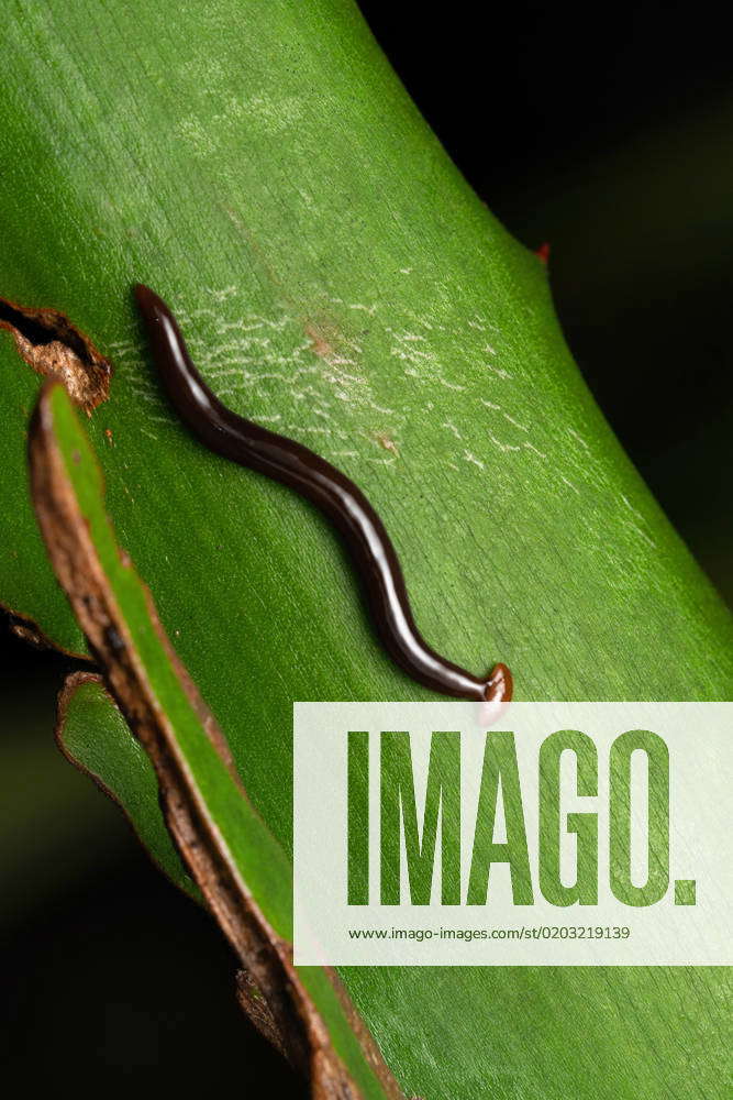 Hammer headed slug, Bipalium duscatum, Pune, Maharashtra, India Hammer ...